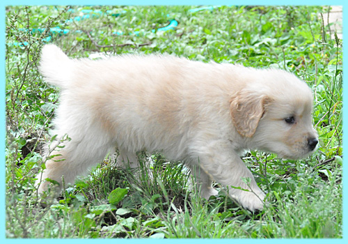 ゴールデンレトリバー 子犬販売の専門店 AngelWan 横浜
