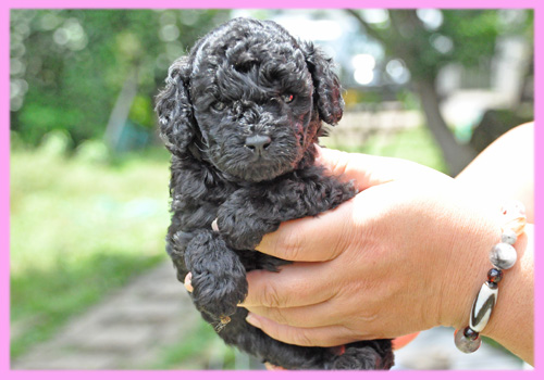 トイプードル ブラック メス 子犬販売の専門店 AngelWan 横浜