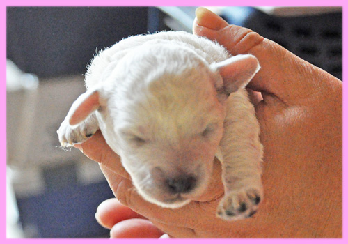 トイプードル ホワイト メス 子犬販売の専門店 AngelWan 横浜