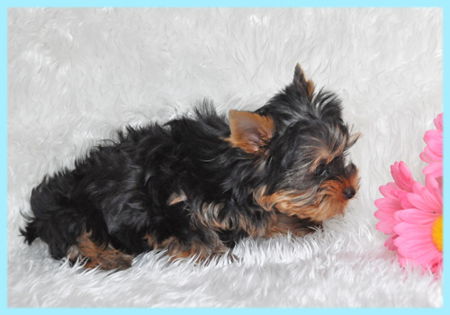 ヨークシャテリア　オス　子犬販売の専門店　AngelWan　横浜