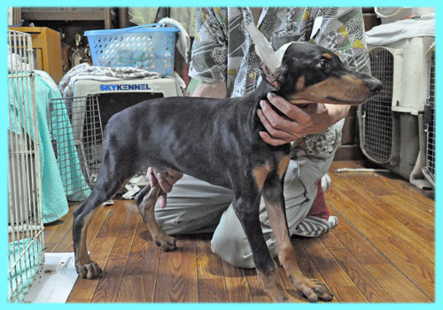 ドーベルマン　オス　ブラックタン　子犬販売の専門店　AngelWan　横浜