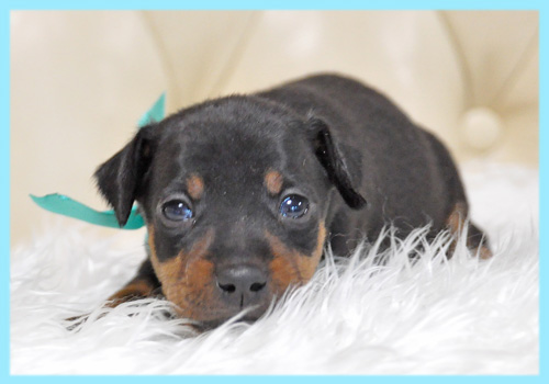 ミニチュアピンシャー オス 子犬販売の専門店 AngelWan 横浜