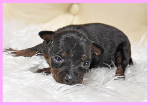 ミニチュアピンシャー　メス　子犬販売の専門店　AngelWan　横浜