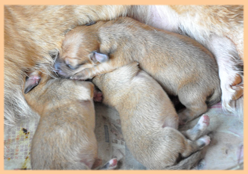 ミックス　コーギー　ミニチュアピンシャー　子犬販売の専門店　AngelWan　横浜