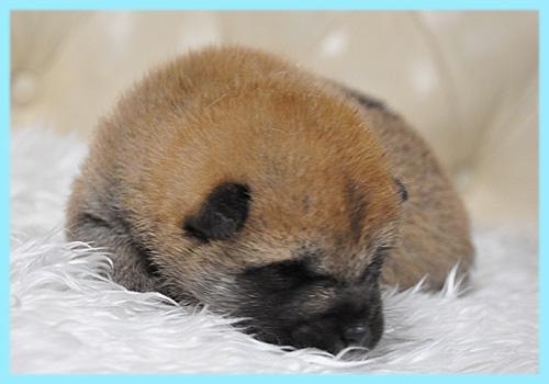 柴犬　赤　オス　子犬販売の専門店　AngelWan　横浜