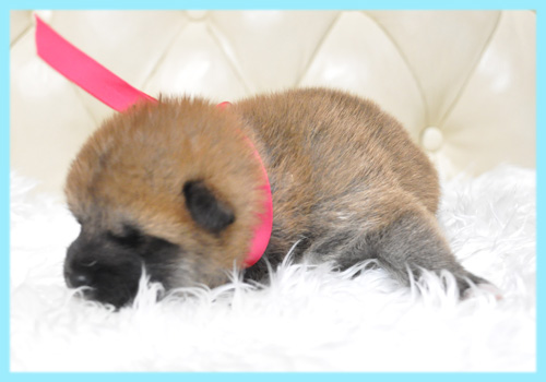 柴犬 赤 オス 子犬販売の専門店 AngelWan 横浜