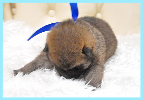 柴犬　赤　オス　子犬販売の専門店　AngelWan　横浜