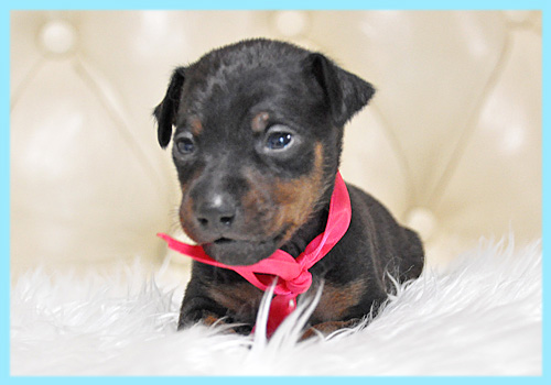 ミニチュアピンシャー オス 子犬販売の専門店 AngelWan 横浜