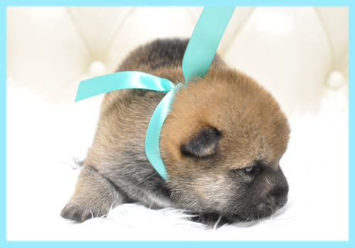 柴犬　赤　オス　子犬販売の専門店　AngelWan　横浜