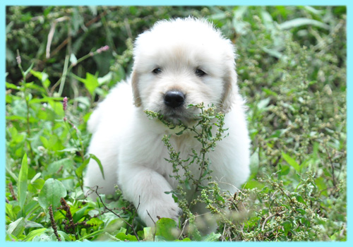 ゴールデンレトリバー　子犬販売の専門店　AngelWan　横浜