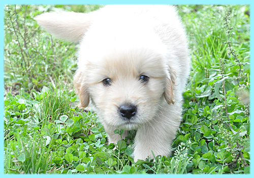ゴールデンレトリバー 子犬販売の専門店 AngelWan 横浜