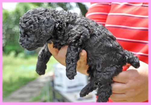 トイプードル ブラック メス 子犬販売の専門店 AngelWan 横浜