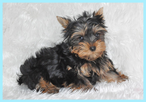 ヨークシャテリア　オス　子犬販売の専門店　AngelWan　横浜