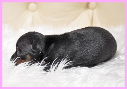 ミニチュアピンシャー　メス　子犬販売の専門店　AngelWan　横浜