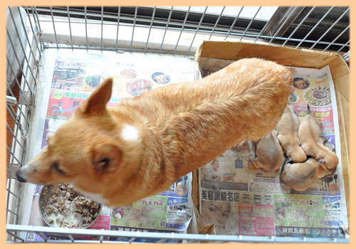 ミックス　コーギー　ミニチュアピンシャー　子犬販売の専門店　AngelWan　横浜