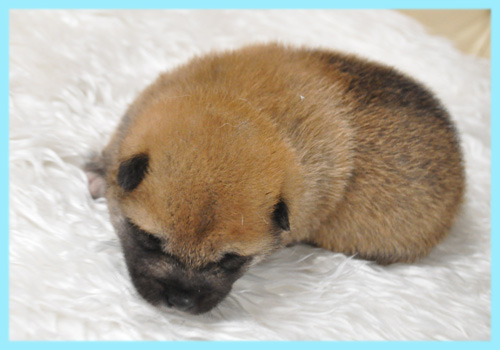 柴犬　赤　オス　子犬販売の専門店　AngelWan　横浜