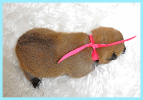 柴犬 赤 オス 子犬販売の専門店 AngelWan 横浜