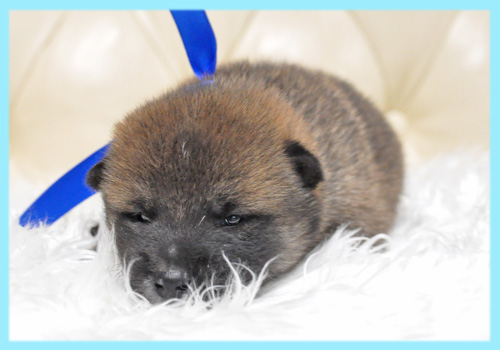 柴犬　赤　オス　子犬販売の専門店　AngelWan　横浜