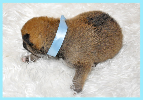 柴犬　赤　オス　子犬販売の専門店　AngelWan　横浜