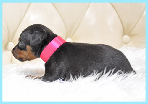 ミニチュアピンシャー オス 子犬販売の専門店 AngelWan 横浜