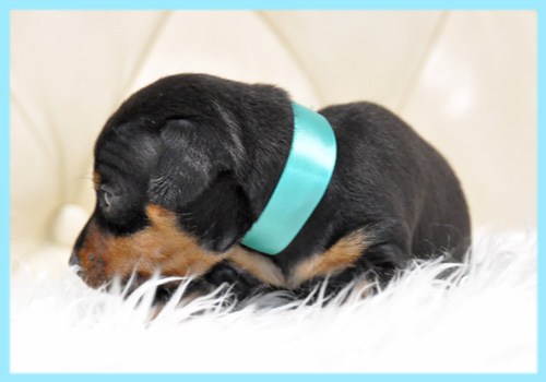 ミニチュアピンシャー オス 子犬販売の専門店 AngelWan 横浜