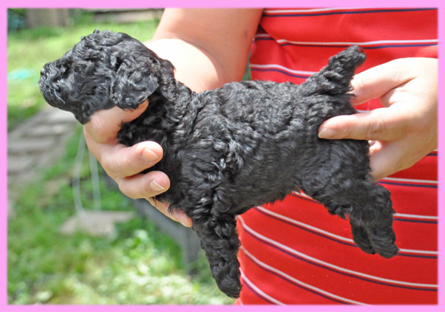 トイプードル ブラック メス 子犬販売の専門店 AngelWan 横浜