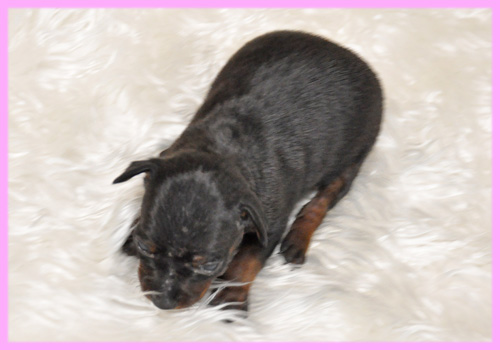 ミニチュアピンシャー　メス　子犬販売の専門店　AngelWan　横浜