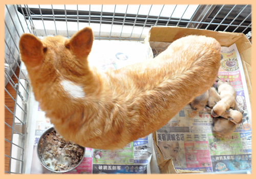 ミックス　コーギー　ミニチュアピンシャー　子犬販売の専門店　AngelWan　横浜