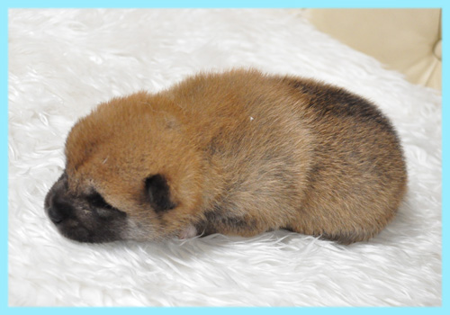 柴犬　赤　オス　子犬販売の専門店　AngelWan　横浜