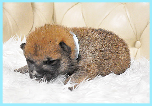 柴犬　赤　オス　子犬販売の専門店　AngelWan　横浜