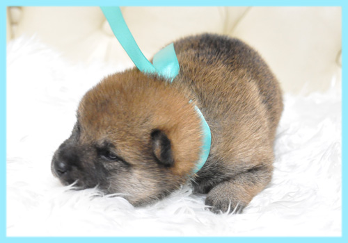 柴犬　赤　オス　子犬販売の専門店　AngelWan　横浜