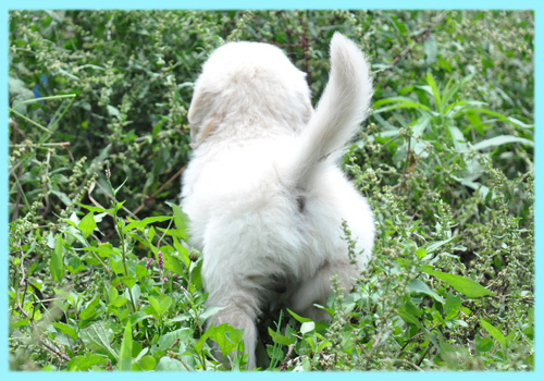 ゴールデンレトリバー　子犬販売の専門店　AngelWan　横浜
