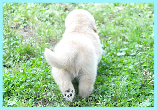 ゴールデンレトリバー 子犬販売の専門店 AngelWan 横浜