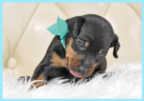 ミニチュアピンシャー オス 子犬販売の専門店 AngelWan 横浜