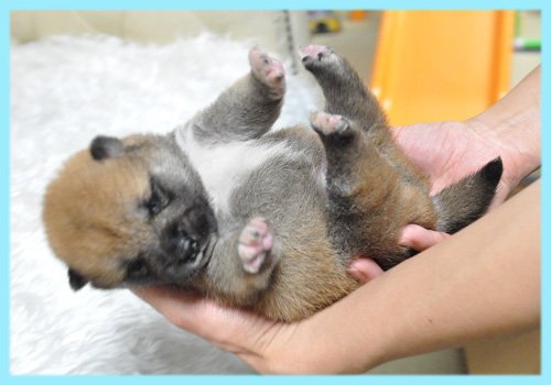 柴犬　赤　オス　子犬販売の専門店　AngelWan　横浜