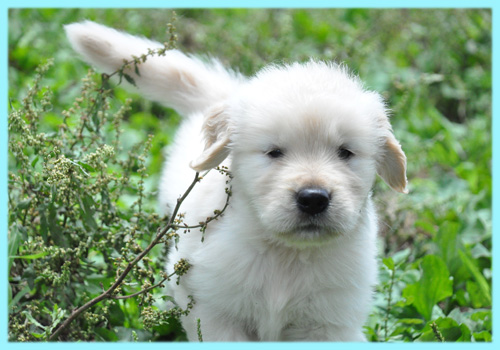 ゴールデンレトリバー　子犬販売の専門店　AngelWan　横浜