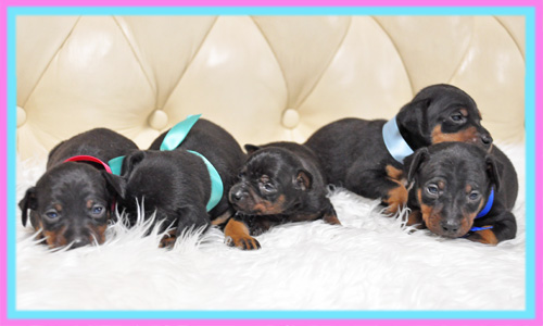 ミニチュアピンシャー　子犬販売の専門店　AngelWan　横浜