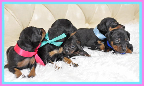 ミニチュアピンシャー 子犬販売の専門店 AngelWan 横浜