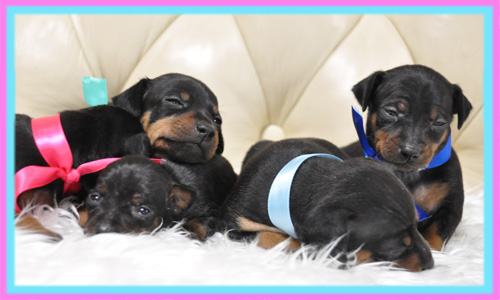 ミニチュアピンシャー　子犬販売の専門店　AngelWan　横浜