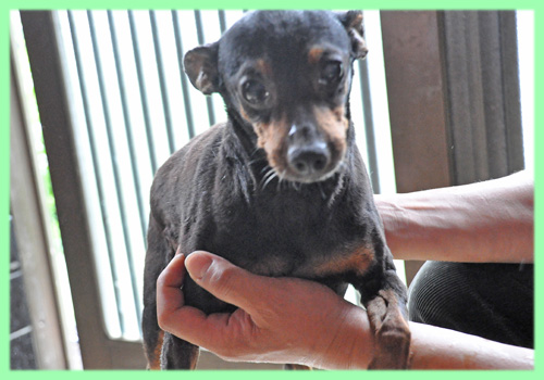 ミニチュアピンシャー　母犬　子犬販売の専門店　AngelWan　横浜