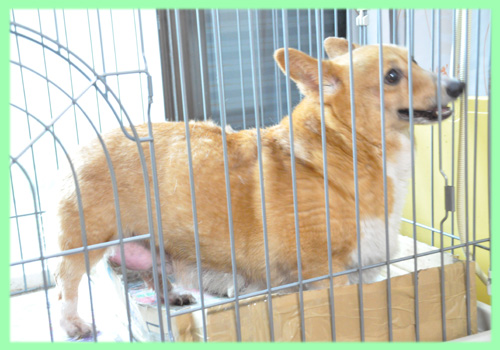 ミックス　母犬　コーギー　子犬販売の専門店　AngelWan　横浜