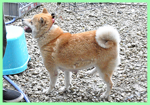 柴犬　母犬　子犬販売の専門店　AngelWan　横浜