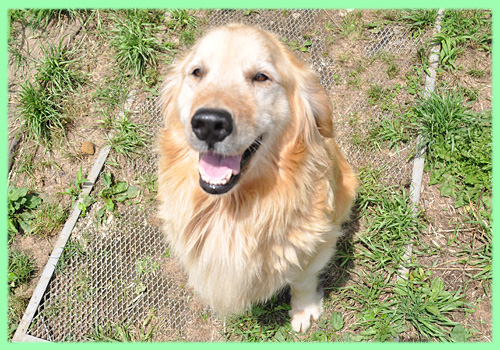 ゴールデンレトリバー 母犬 子犬販売の専門店 AngelWan 横浜