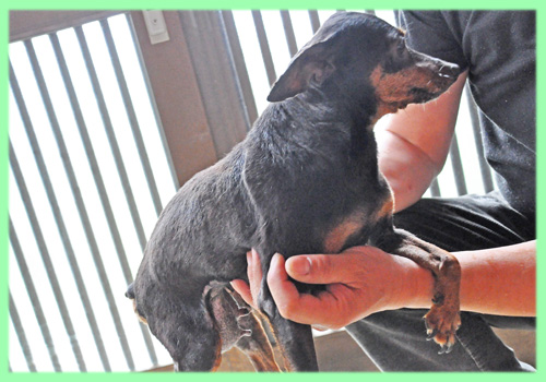 ミニチュアピンシャー　母犬　子犬販売の専門店　AngelWan　横浜