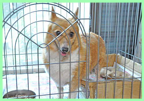 ミックス　母犬　コーギー　子犬販売の専門店　AngelWan　横浜