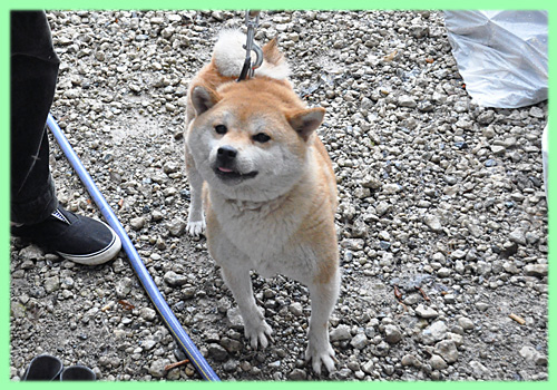 柴犬　母犬　子犬販売の専門店　AngelWan　横浜