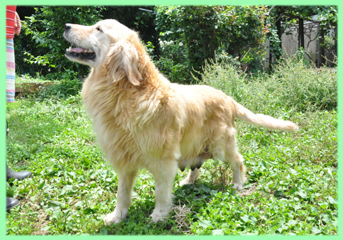 ゴールデンレトリバー　母犬　子犬販売の専門店　AngelWan　横浜