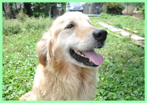 ゴールデンレトリバー 母犬 子犬販売の専門店 AngelWan 横浜
