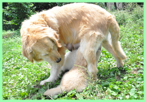 ゴールデンレトリバー 母犬 子犬販売の専門店 AngelWan 横浜