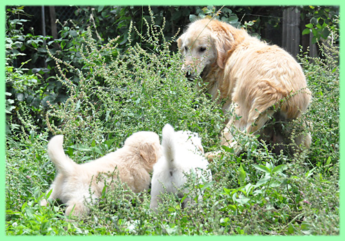 ゴールデンレトリバー　母犬　子犬販売の専門店　AngelWan　横浜